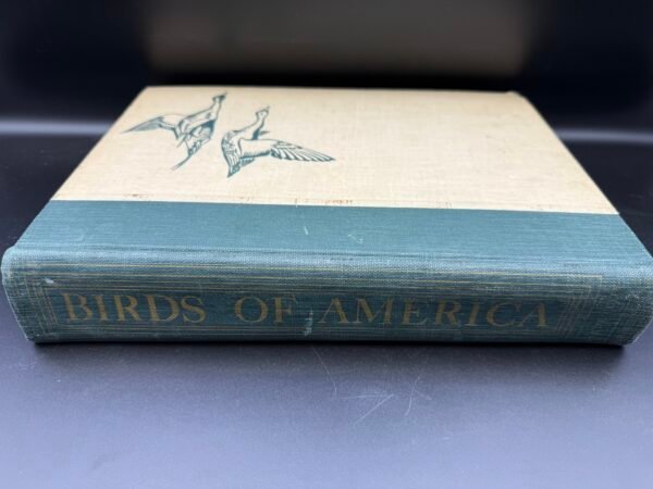 Birds of America - Image 2