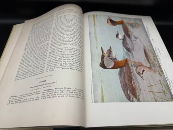 Birds of America - Image 10